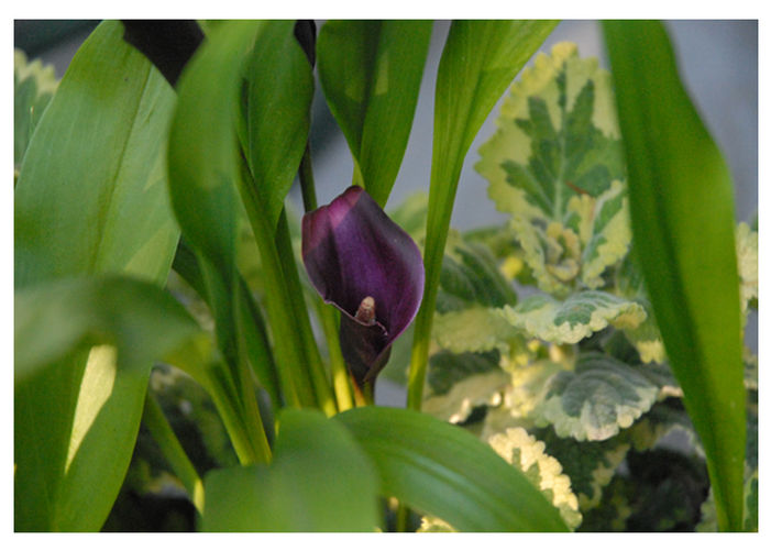 Calla Lilies Give Panache to a Porch