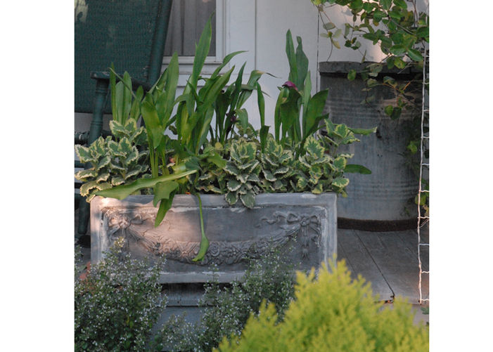 Calla Lilies Give Panache to a Porch