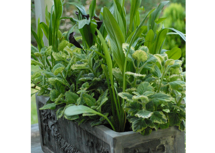 Calla Lilies Give Panache to a Porch