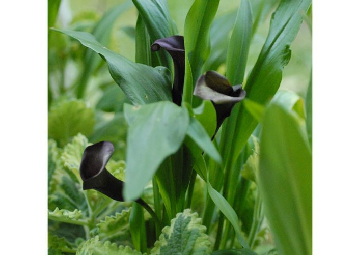 Calla Lilies Give Panache to a Porch