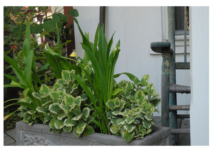 Calla Lilies Give Panache to a Porch