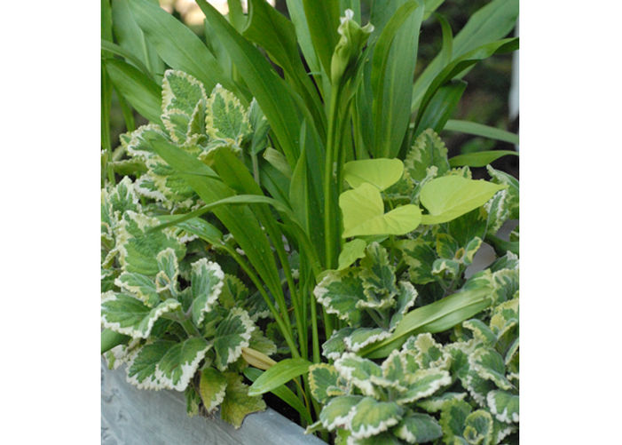 Calla Lilies Give Panache to a Porch