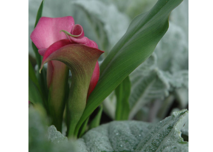 Calla Lilies Give Panache to a Porch