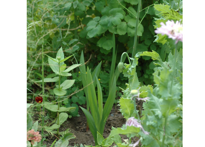 Mini Glads Mingle with Veggies