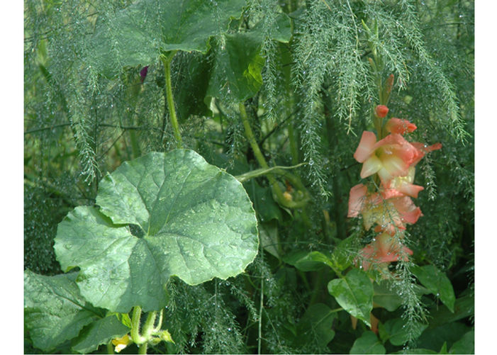 Mini Glads Mingle with Veggies