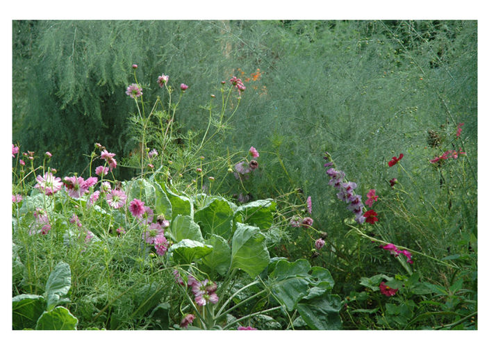 Mini Glads Mingle with Veggies