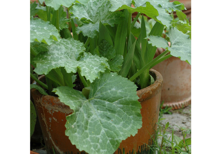 Mini Glads Mingle with Veggies