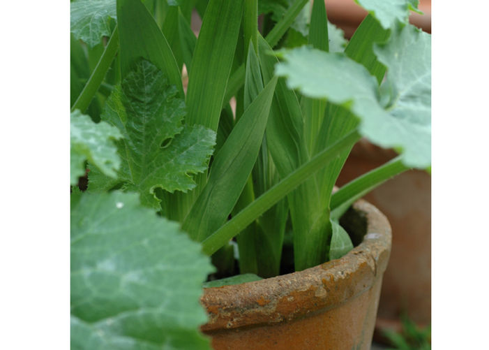 Mini Glads Mingle with Veggies