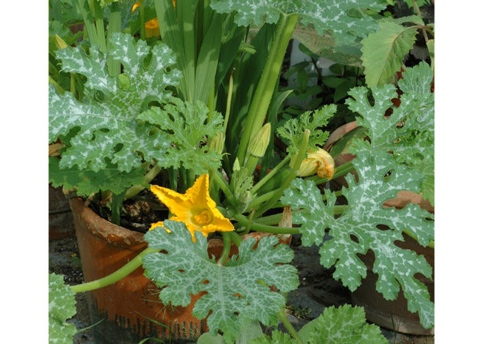 Mini Glads Mingle with Veggies