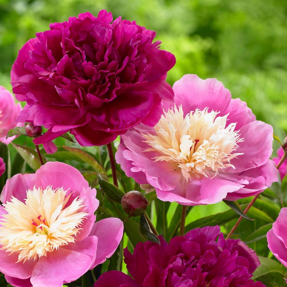 Peony Bunker Hill/Bowl of Beauty - Longfield Gardens