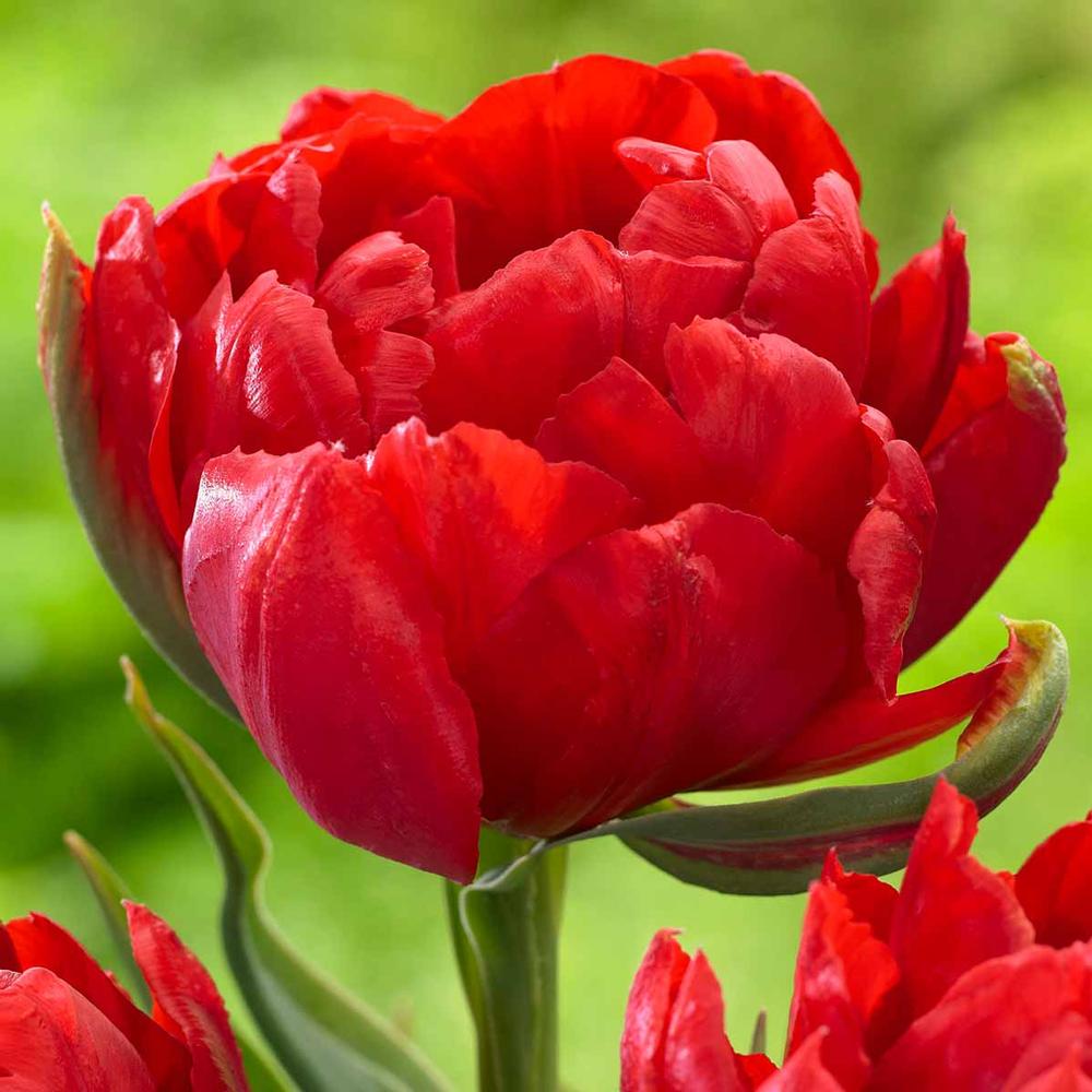 Tulip Abba - Longfield Gardens