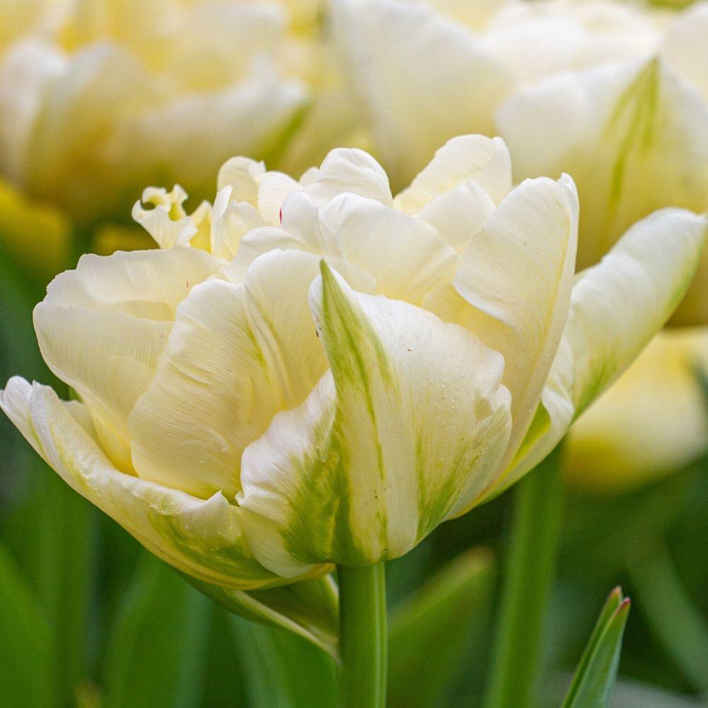 Tulip Exotic Emperor - Longfield Gardens