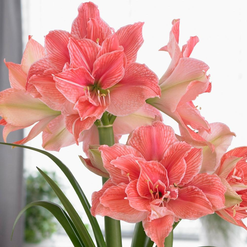 Amaryllis Sweet Nymph 34/36cm - Longfield Gardens