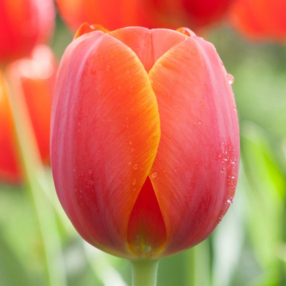 Tulip Ad Rem - Longfield Gardens