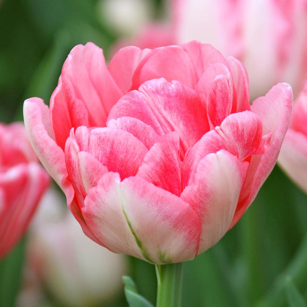 Tulip Foxtrot - Longfield Gardens