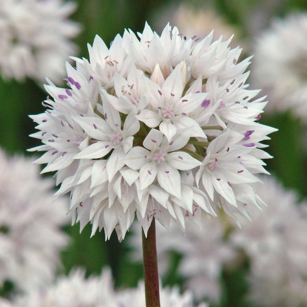 Allium Graceful - Longfield Gardens