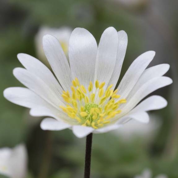 Anemone White Splendour - Longfield Gardens