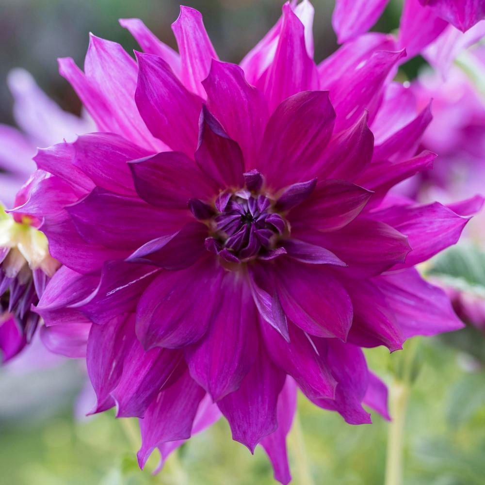 Dahlia Purple Taihejo - Longfield Gardens