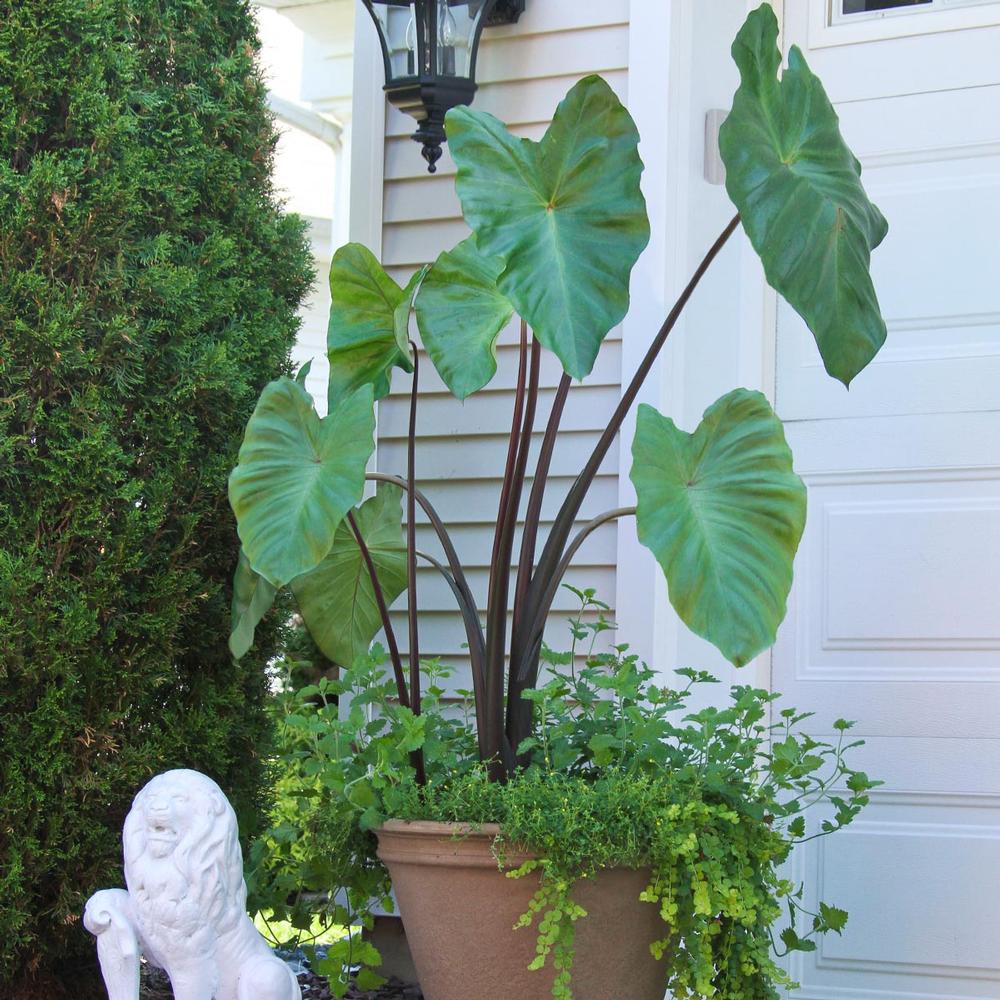 Colocasia Black Stem (Elephant Ear) - Longfield Gardens