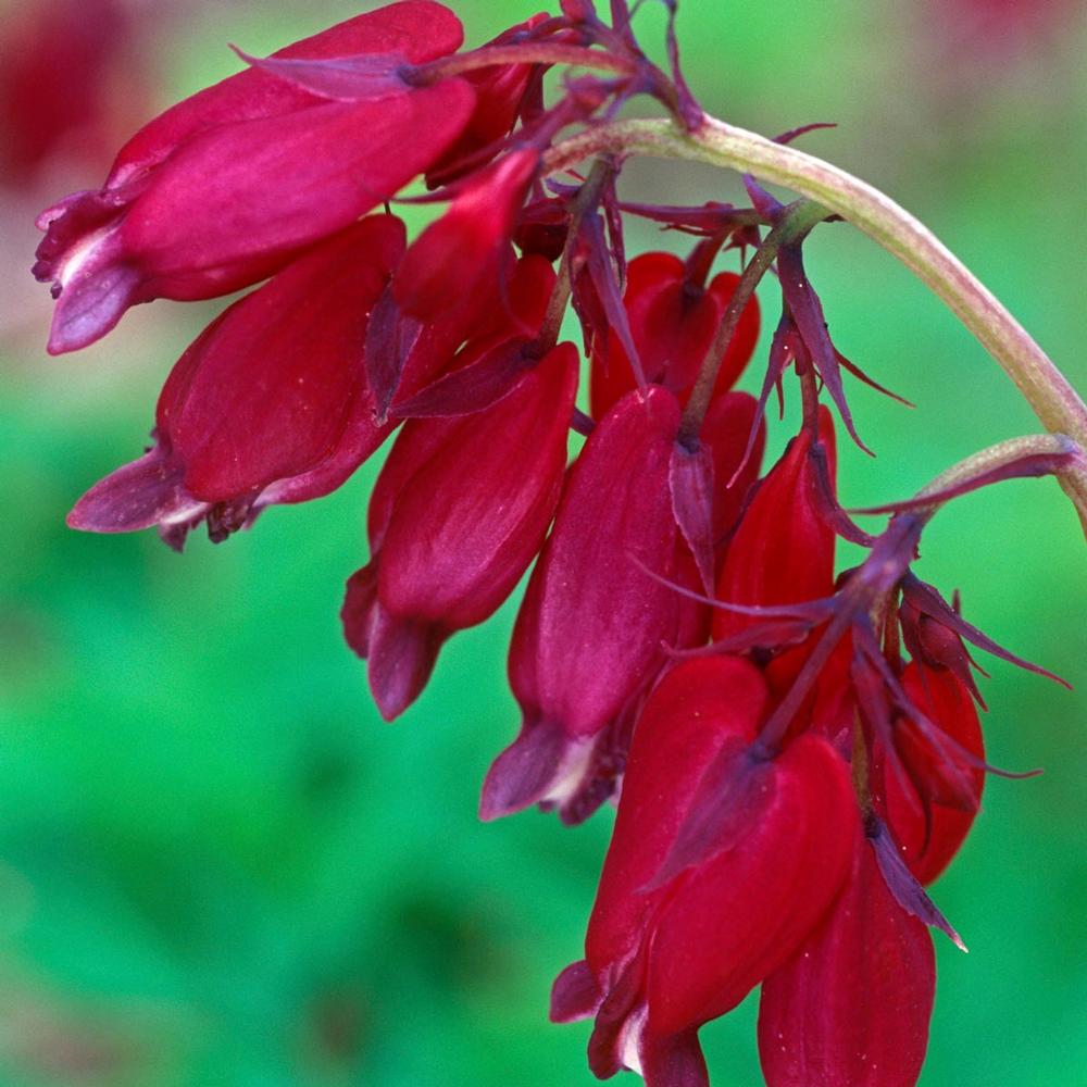 Dicentra Bacchanal - Longfield Gardens