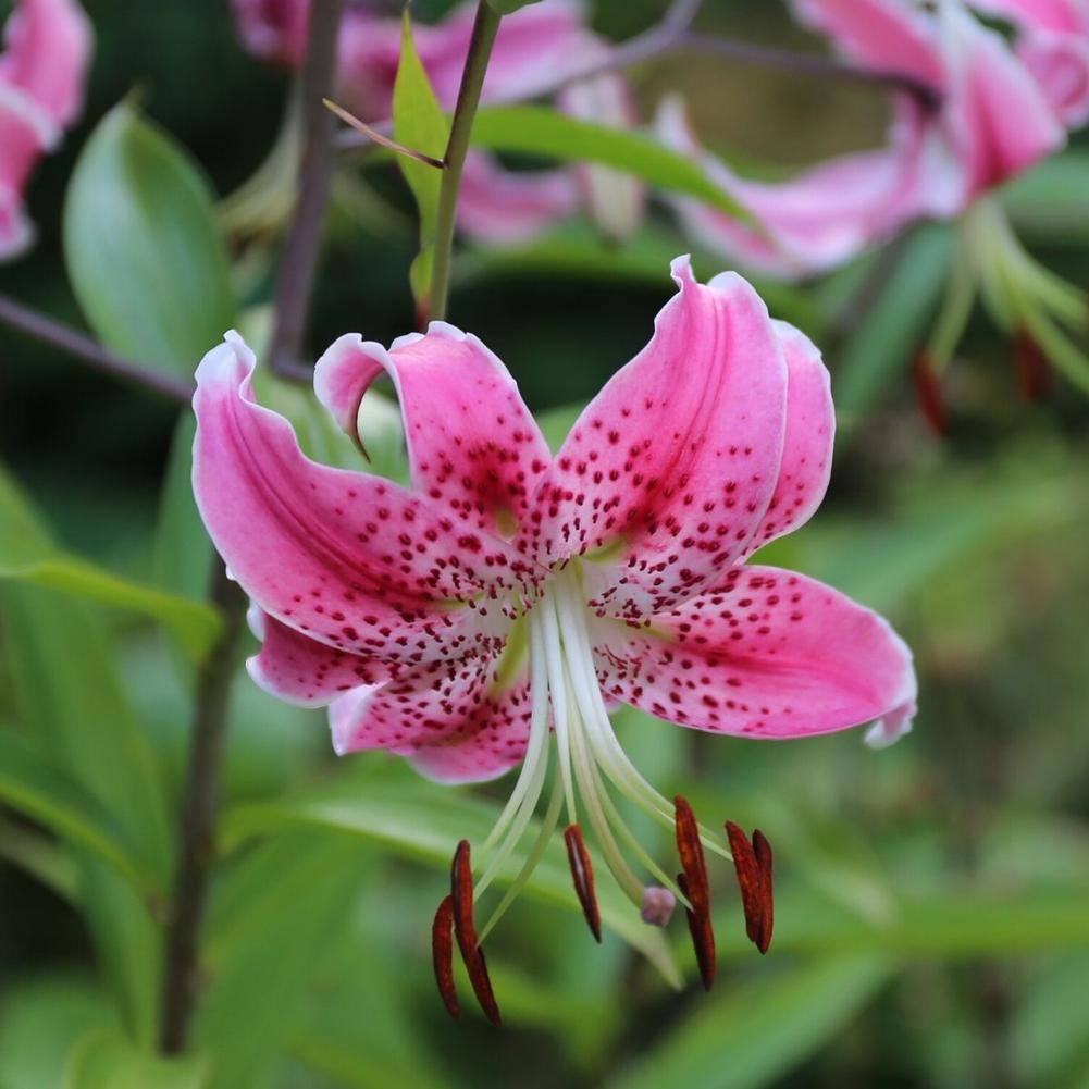 Lily Black Beauty - Longfield Gardens