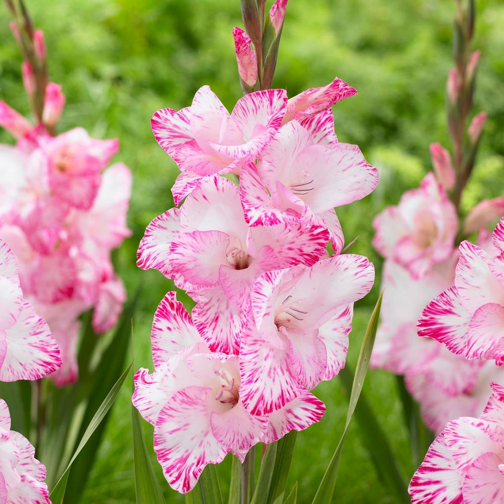 Gladiolus My Love - Longfield Gardens
