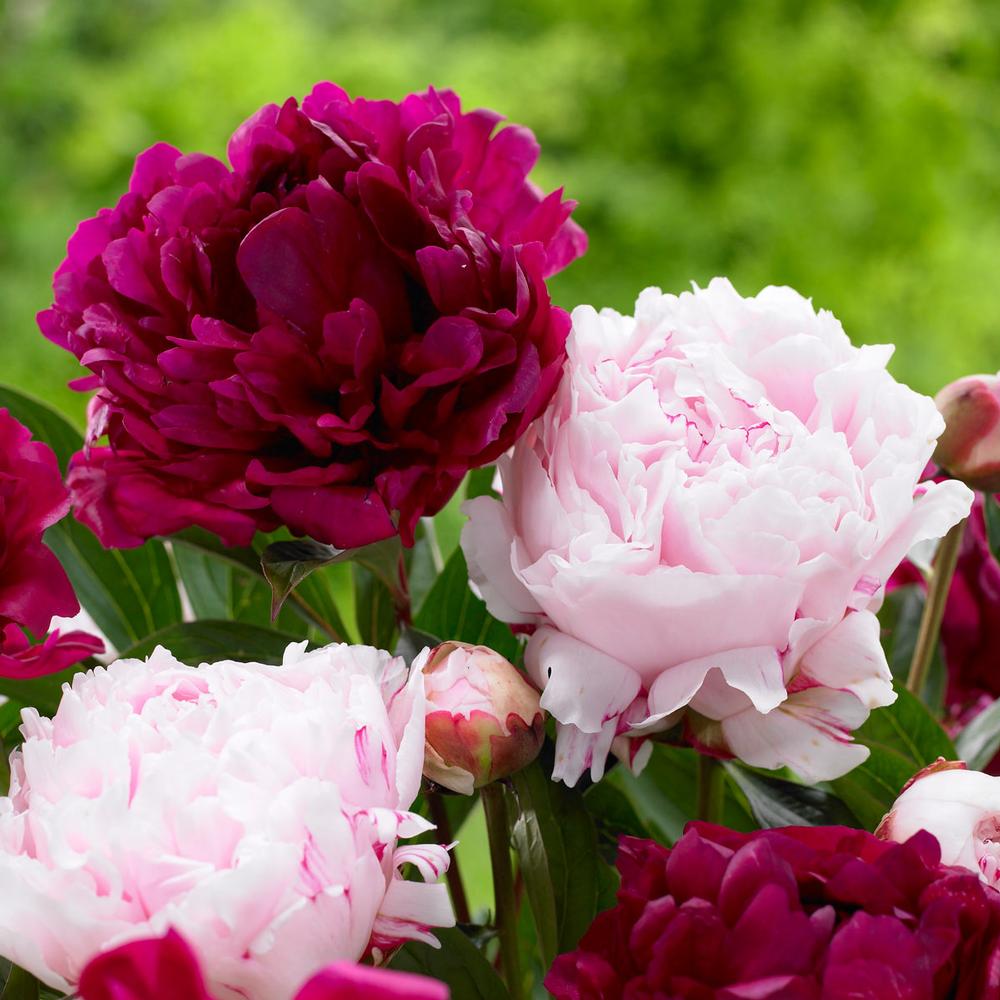 Peony Sarah Bernhardt/Felix Crousse - Longfield Gardens