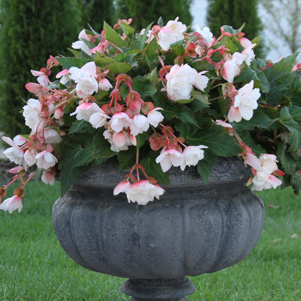 Begonia Odorata White - Longfield Gardens