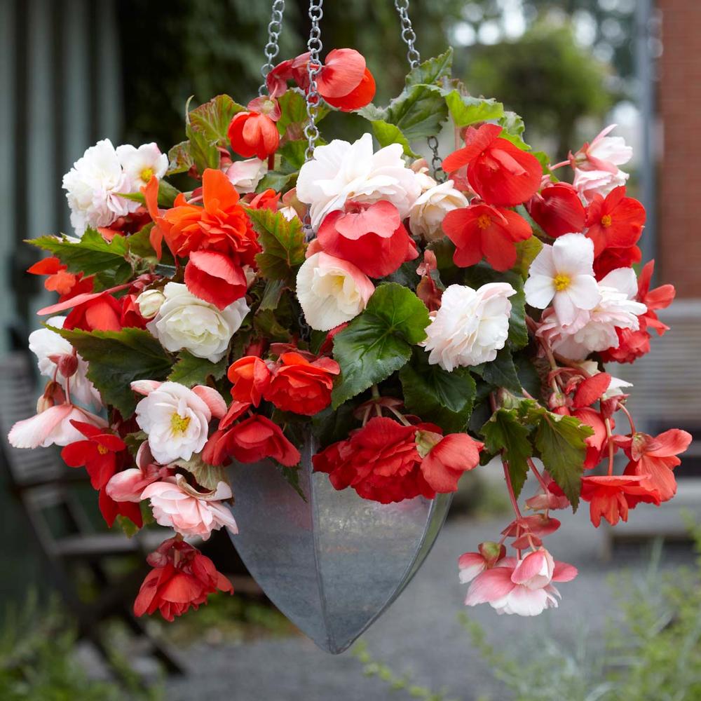 Begonia Odorata White/Red - Longfield Gardens