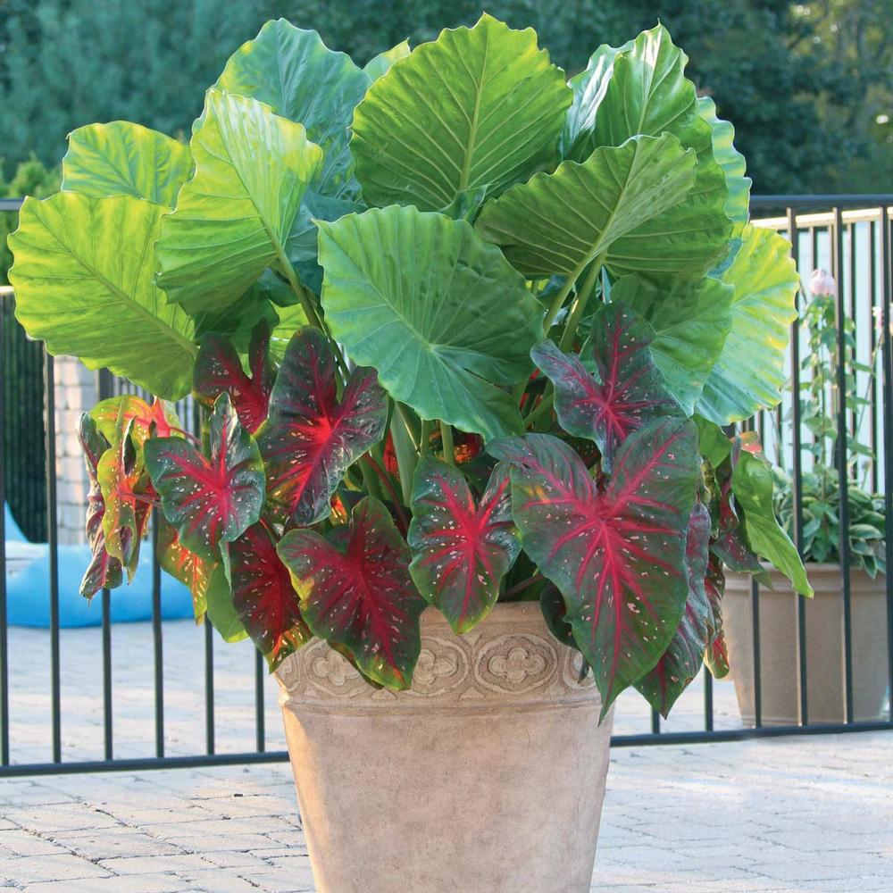 Upright Elephant Ears & Caladium Red Flash - Longfield Gardens