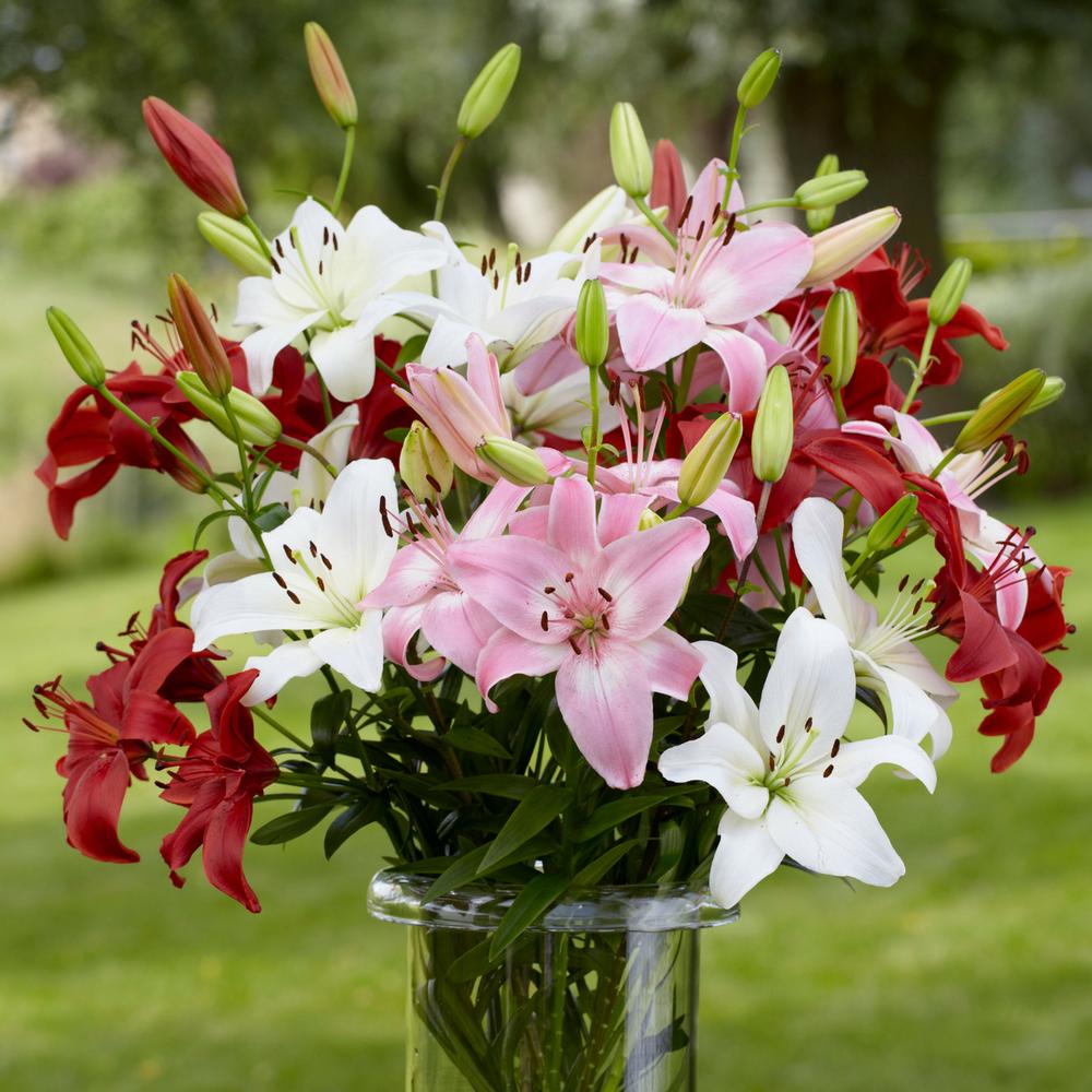 Lily Summer Wine Mix - Longfield Gardens