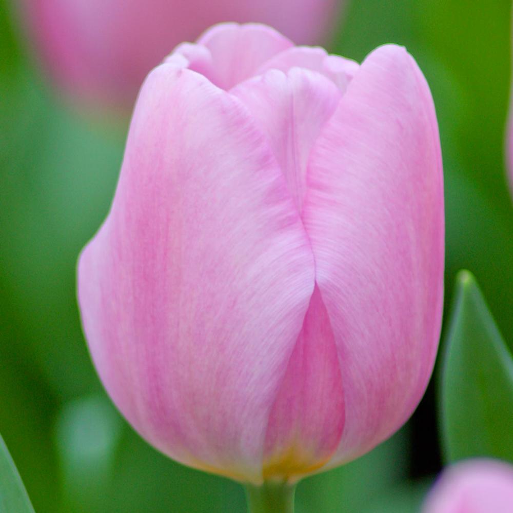 Tulip Synaeda Amor - Longfield Gardens