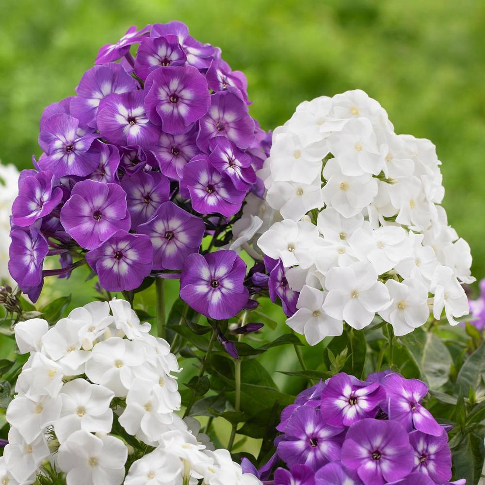 Phlox Paniculata David/Laura - Longfield Gardens