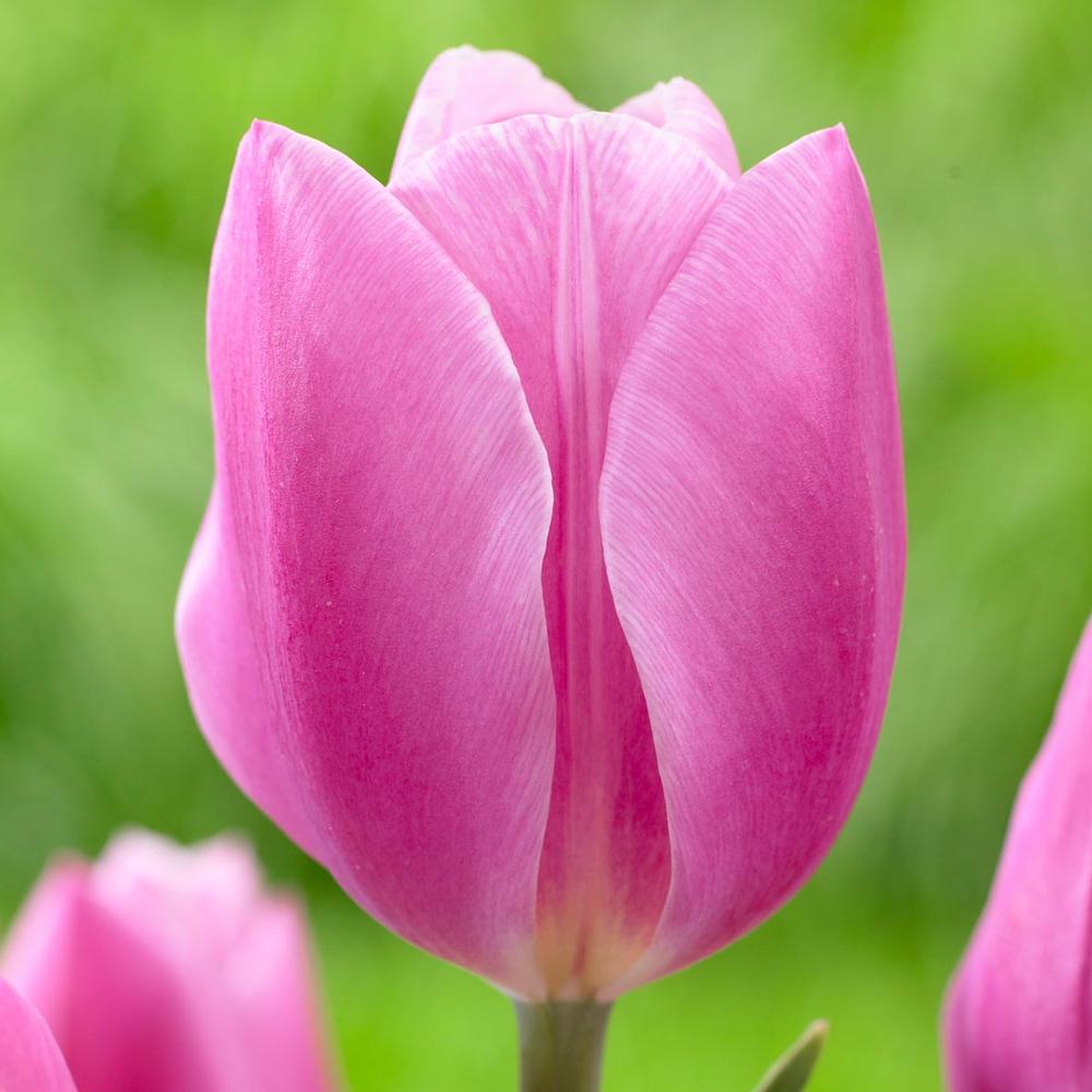 Tulip Early Glory - Longfield Gardens