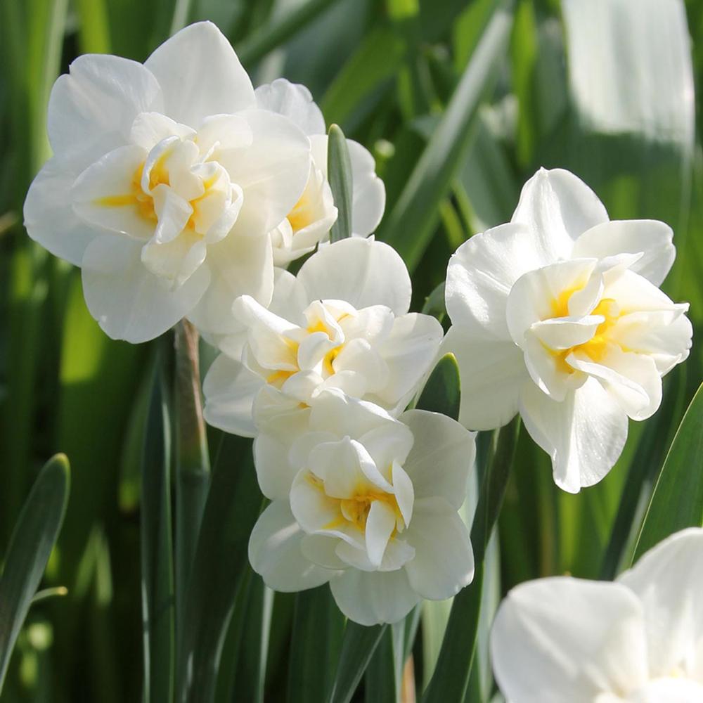 Daffodil (Narcissus) Cheerfulness - Longfield Gardens