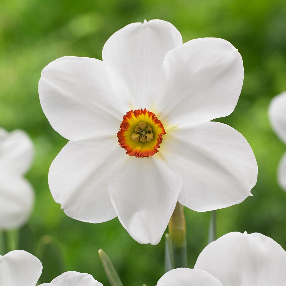 Daffodil (Narcissus) Actaea - Longfield Gardens