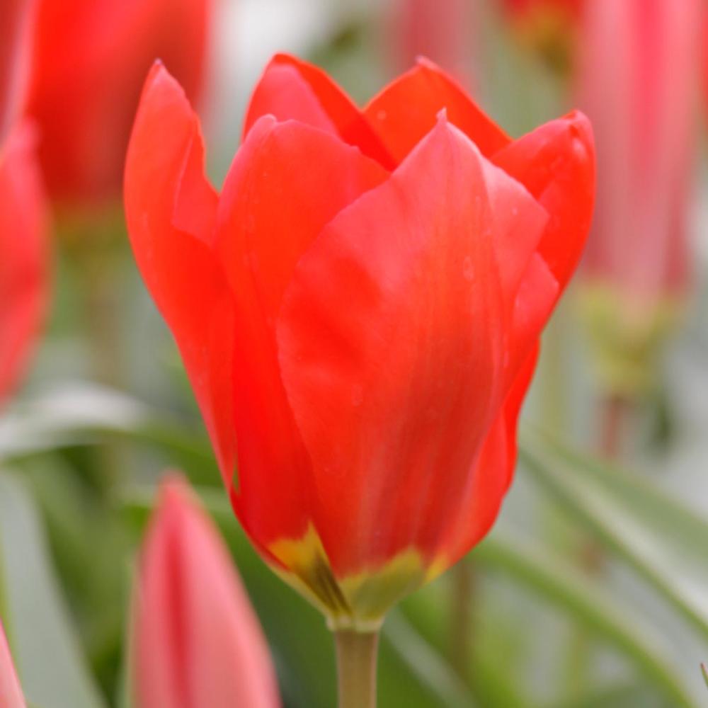 Tulip Red Emperor - Longfield Gardens