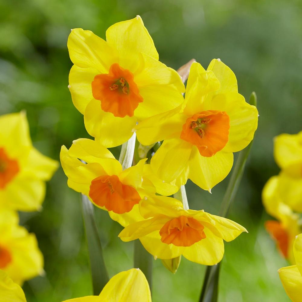Daffodil (Narcissus) Falconet - Longfield Gardens