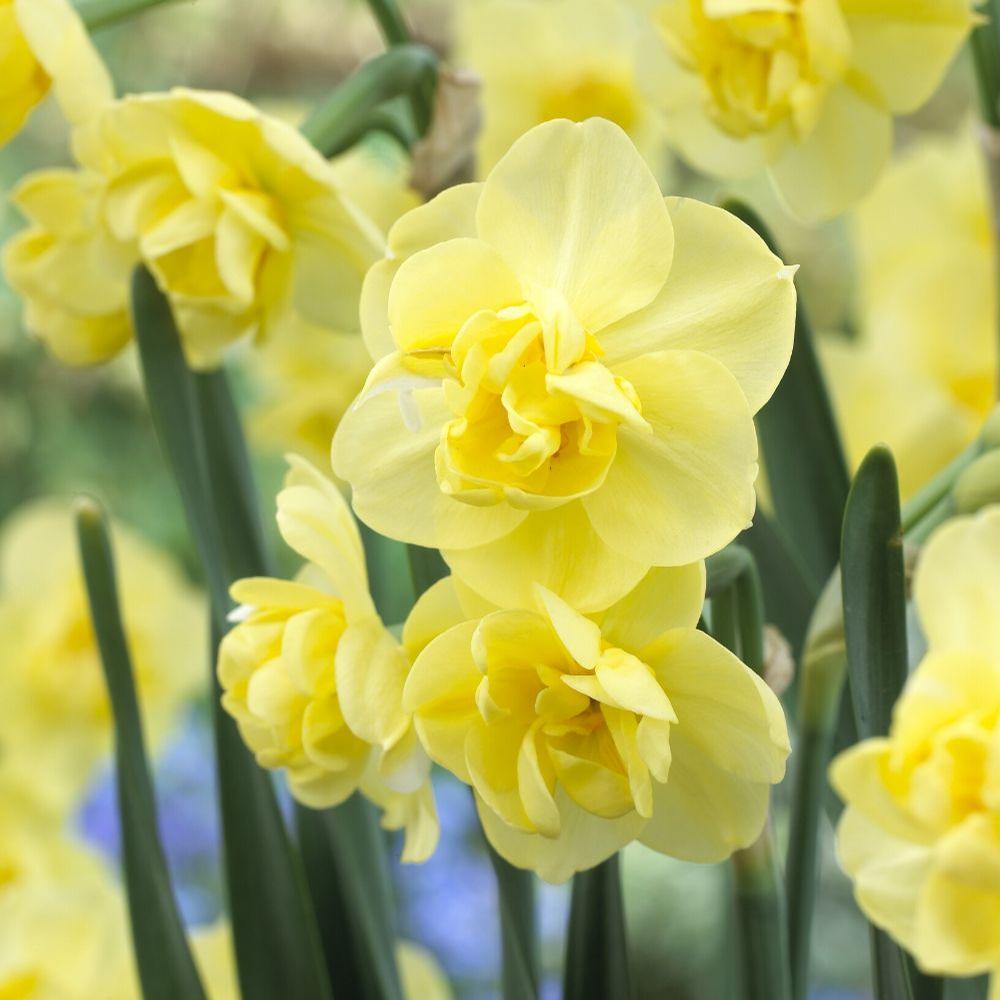 Daffodil (Narcissus) Yellow Cheerfulness - Longfield Gardens