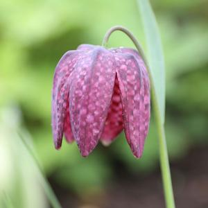 Fritillaria Meleagris - Longfield Gardens