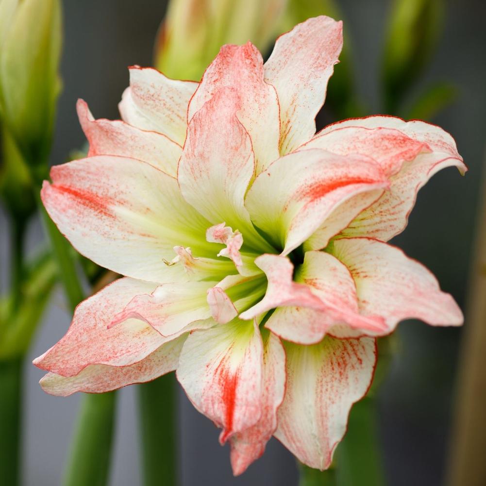 Amaryllis Aphrodite 34/36cm - Longfield Gardens