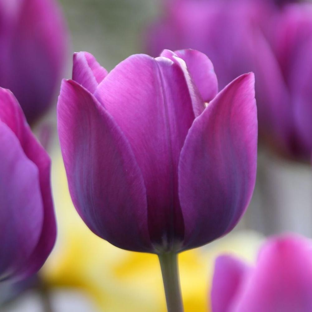 Tulip Negrita - Longfield Gardens