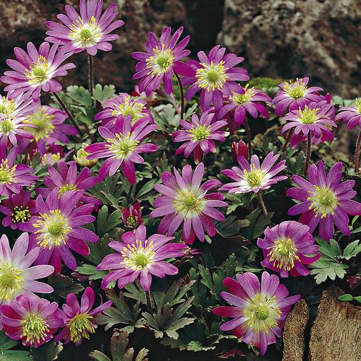 Anemone Pink Star - Longfield Gardens