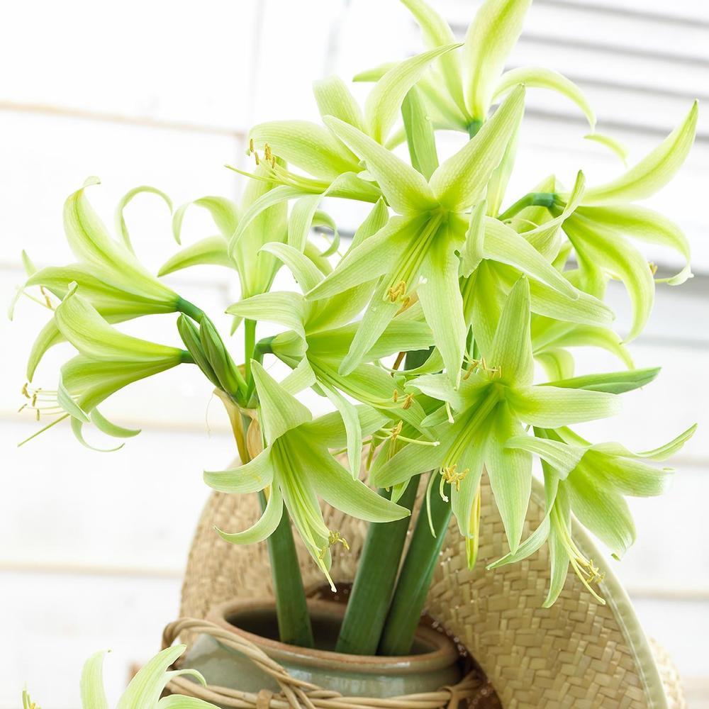 Amaryllis Evergreen 34/36cm - Longfield Gardens