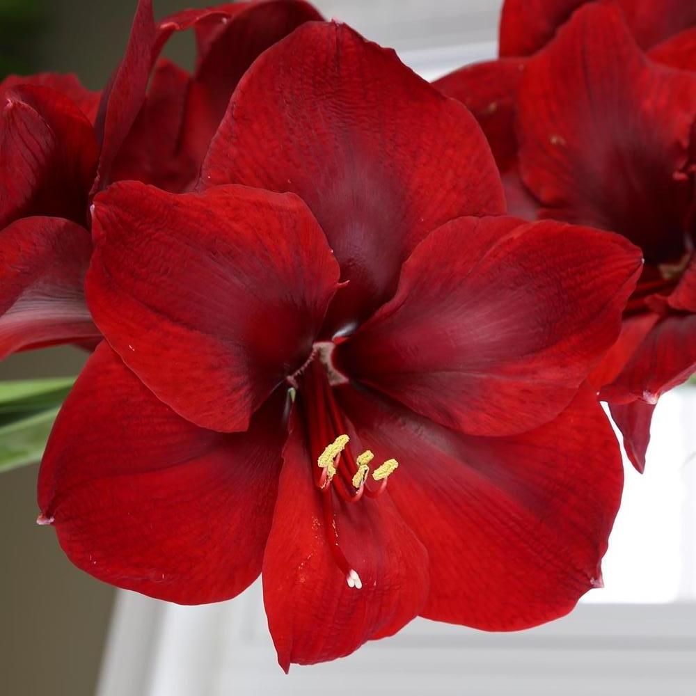 Amaryllis Magnum 3436cm - Longfield Gardens