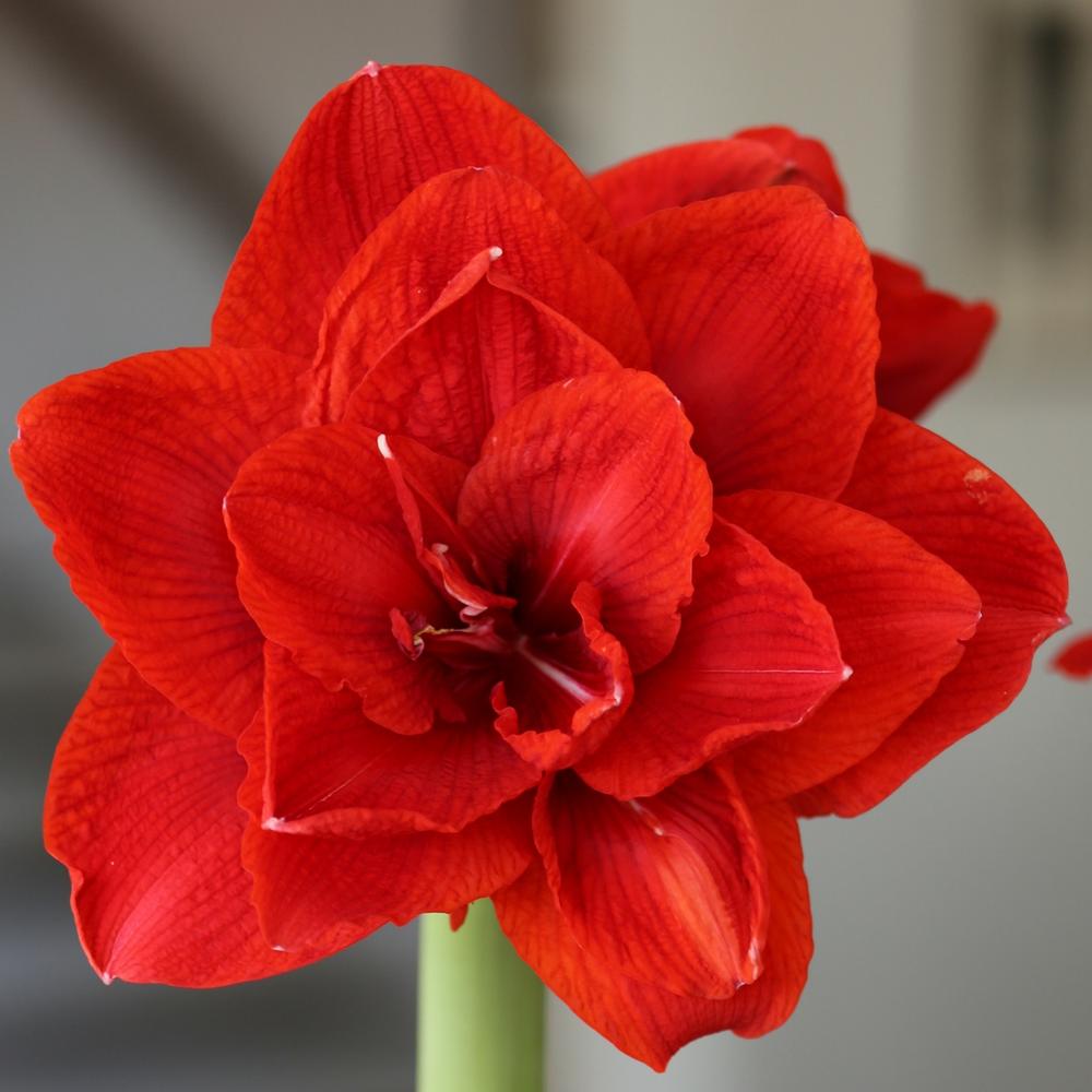 Amaryllis Double King 34/36cm - Longfield Gardens