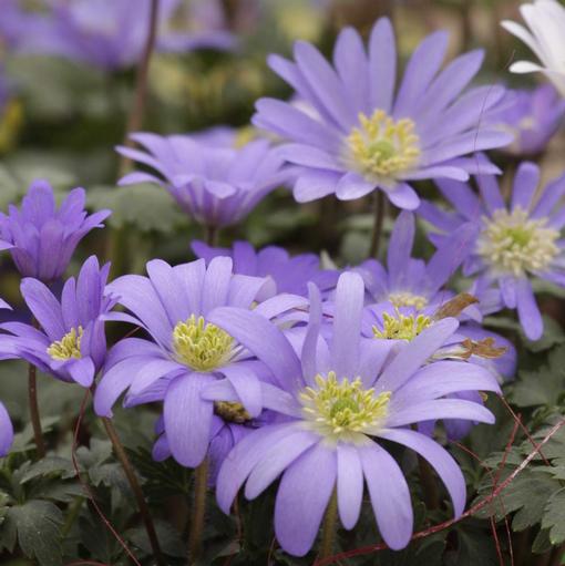 Anemone Blue Shades - Longfield Gardens