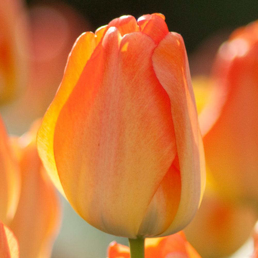 Tulip Daydream - Longfield Gardens