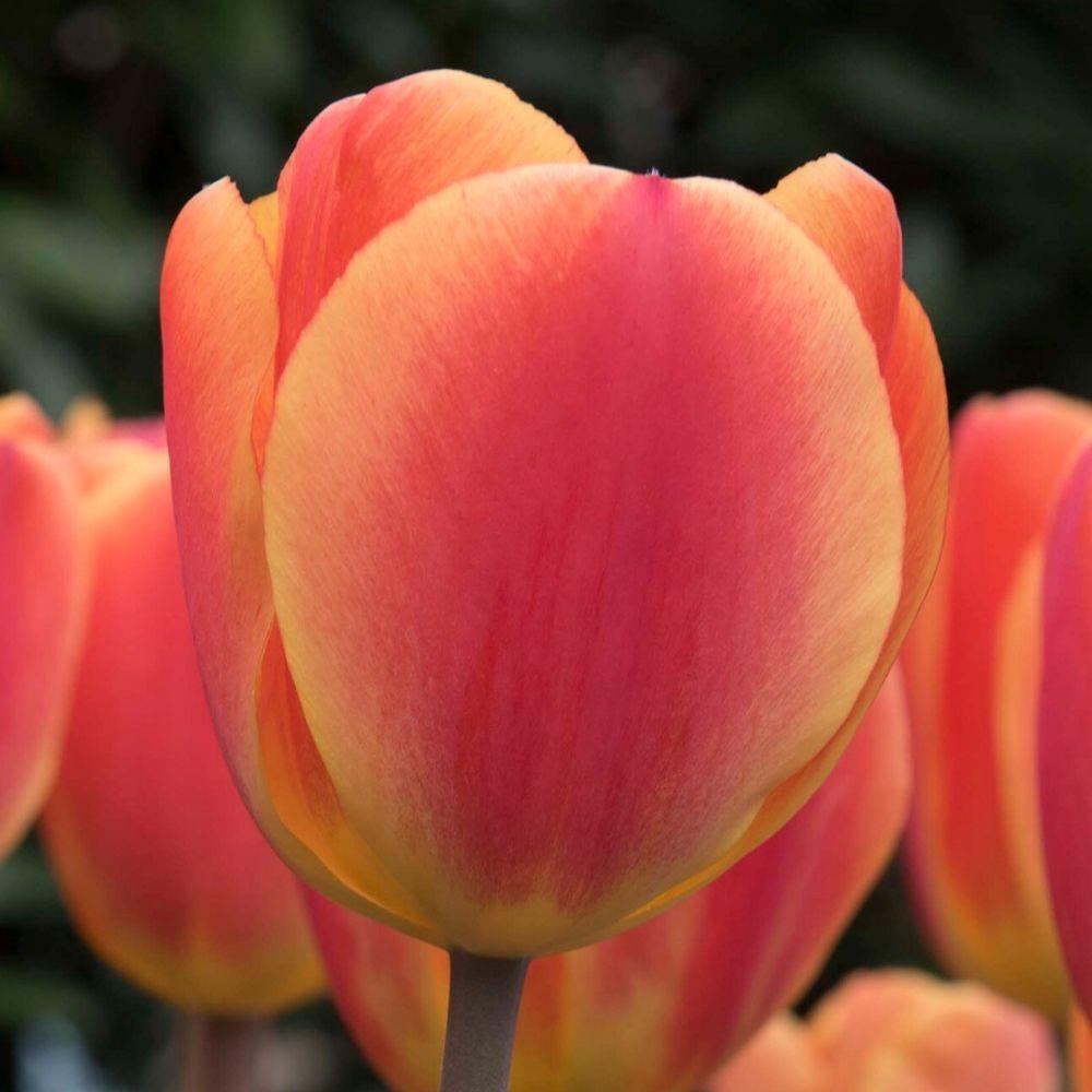Tulip Oxford Elite - Longfield Gardens
