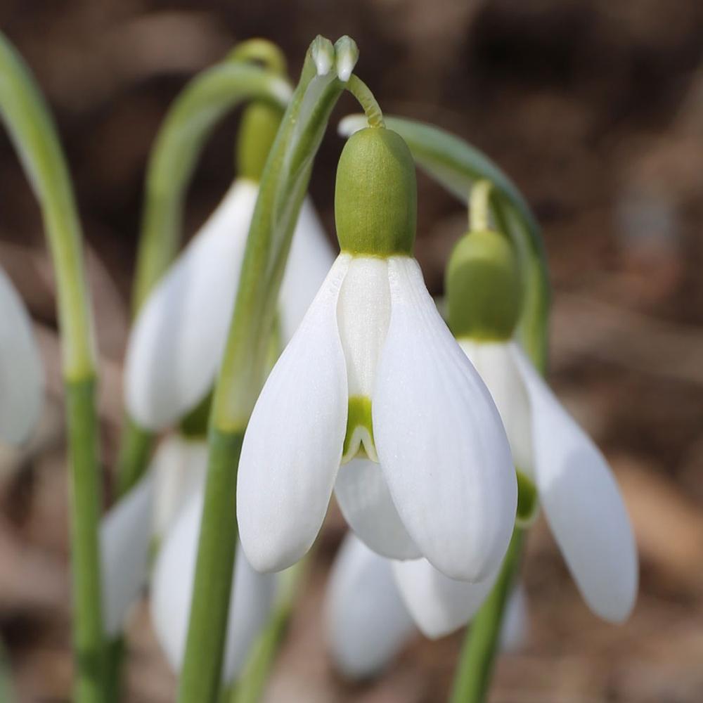 Galanthus Snowdrops - Longfield Gardens